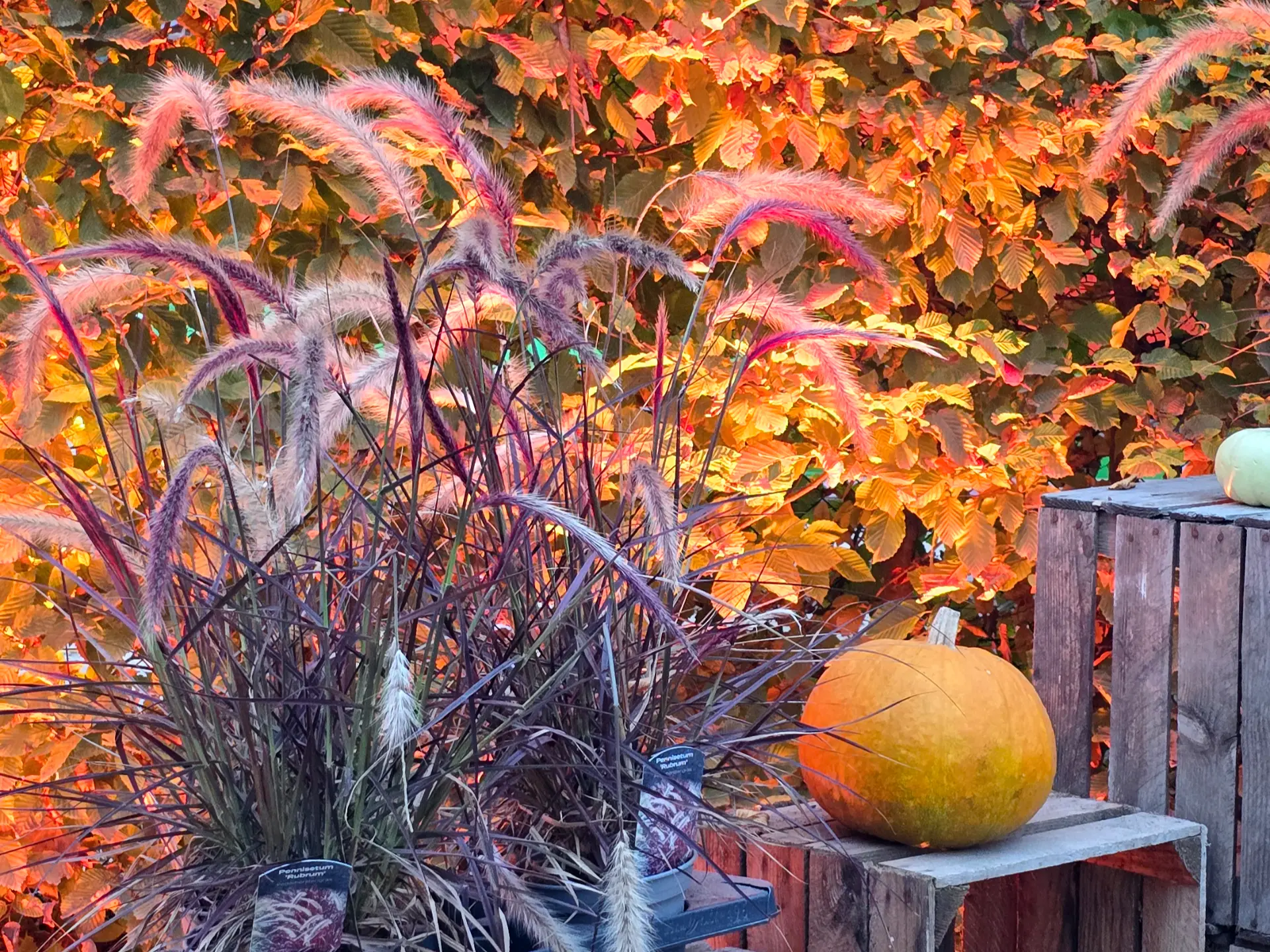 Illuminated Pampas Grass and Pumpkin