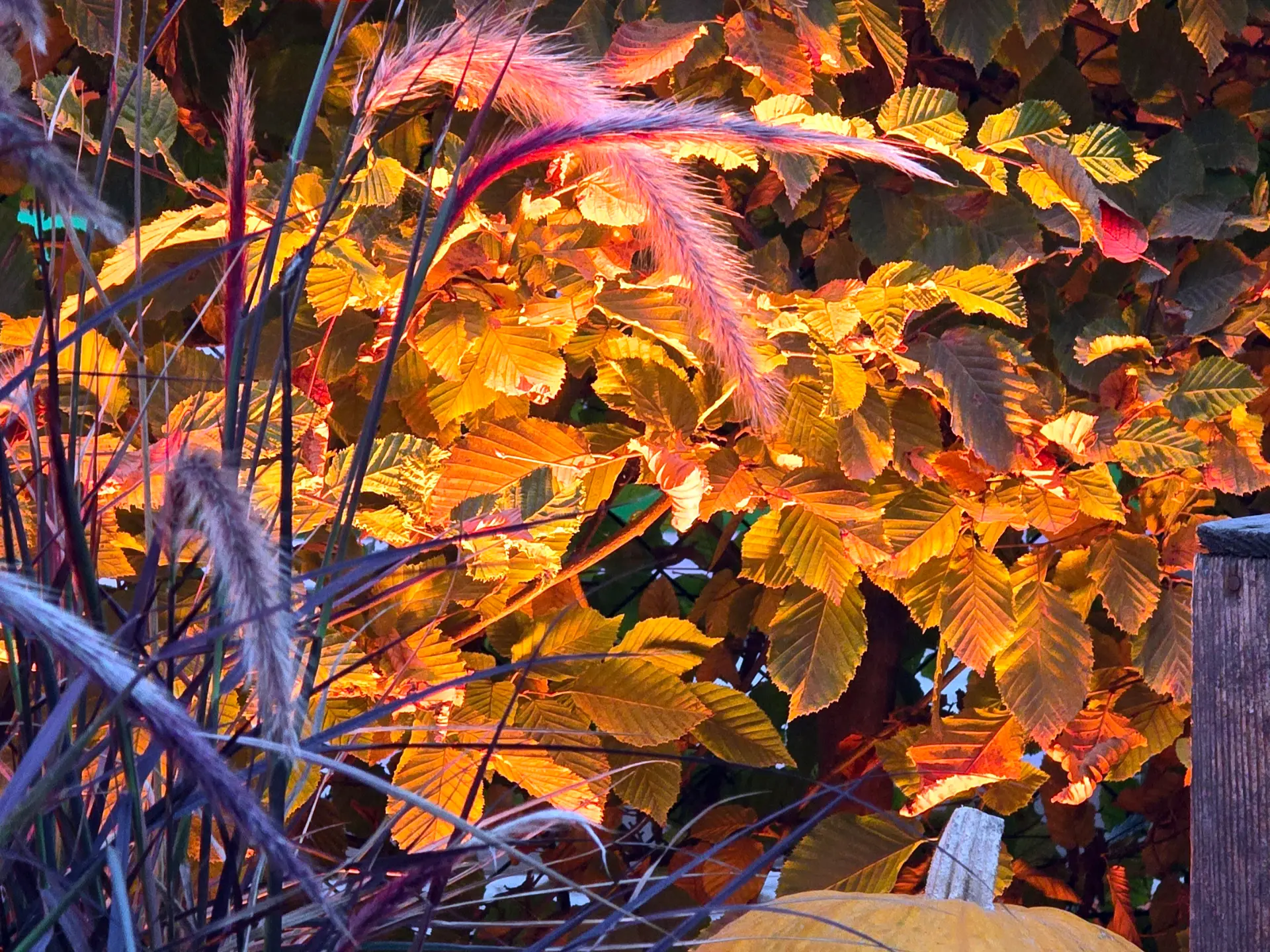 Illuminated Pampas Grass