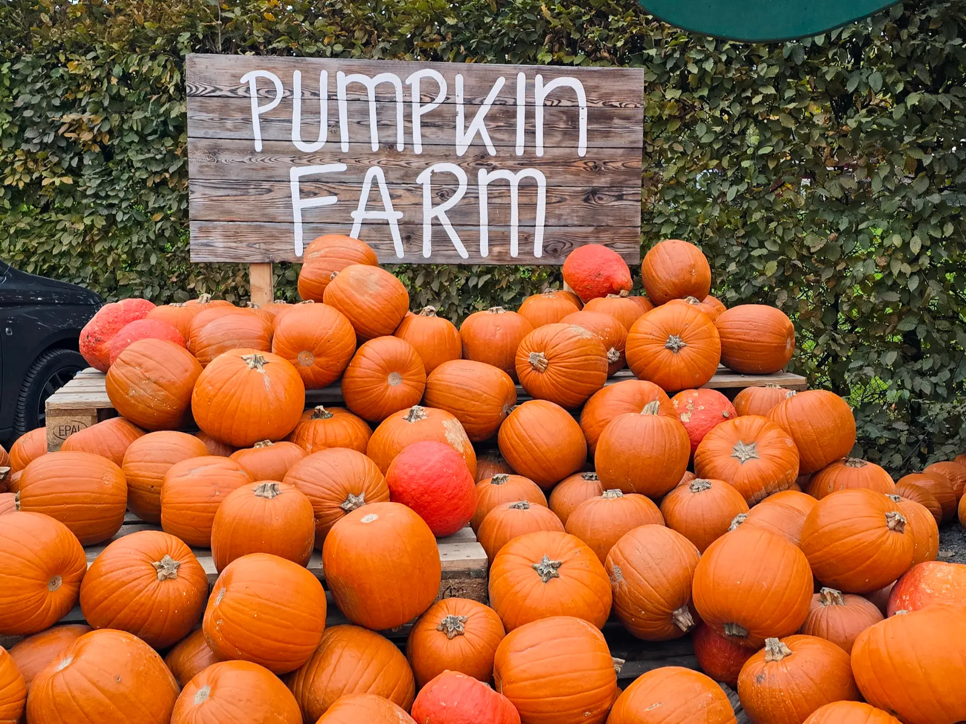 Pumpkin Farm - Pumpkin Piles at the Entrance