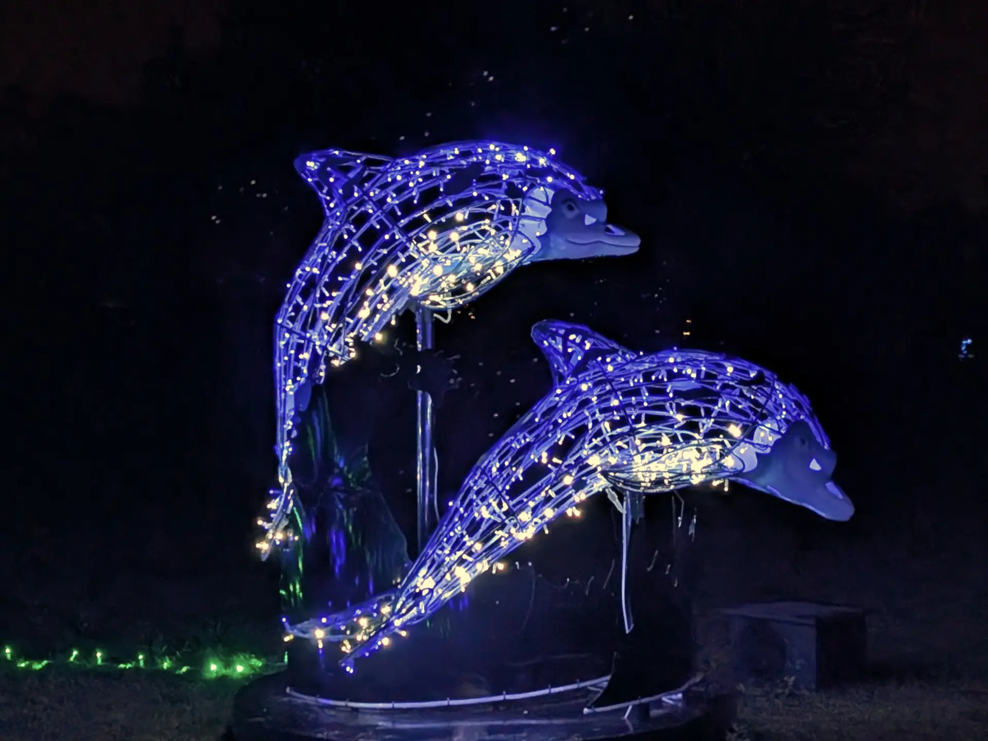 Zwei Delphine schwimmen