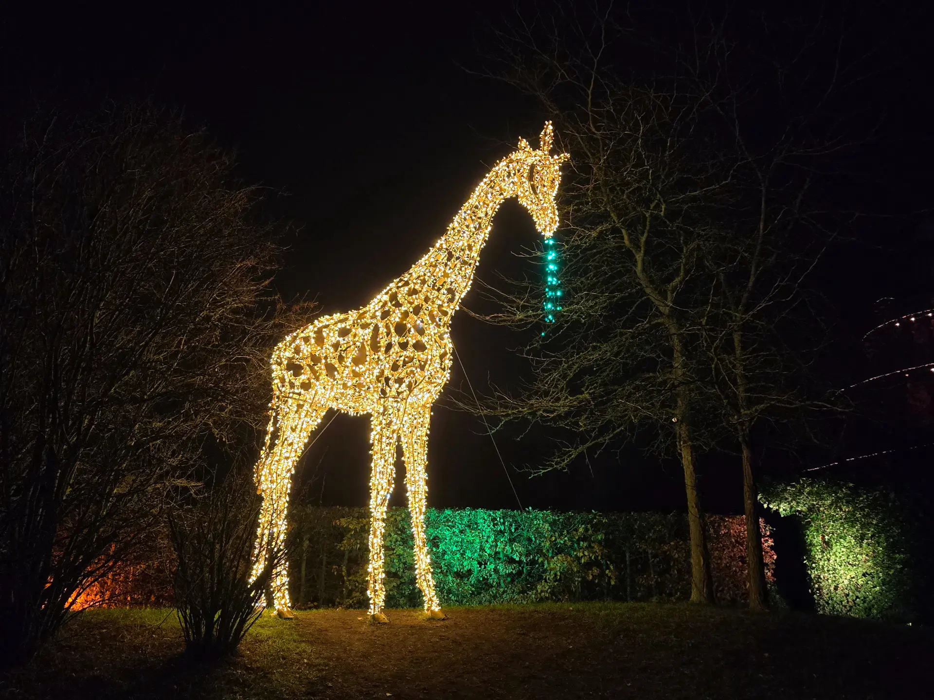 Eine Giraffe frisst Blätter vom Baum
