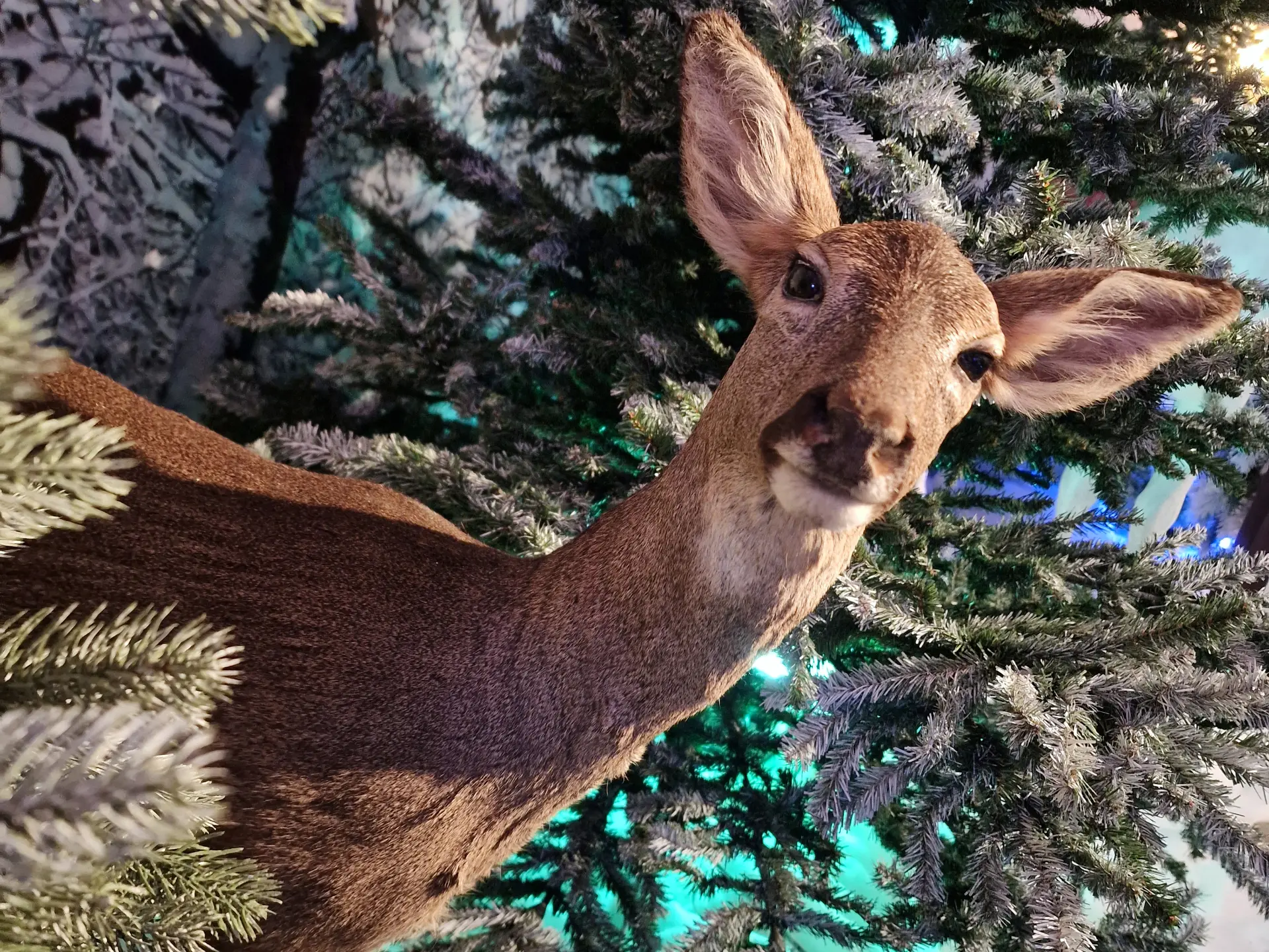 Ein Reh im Tannenwald