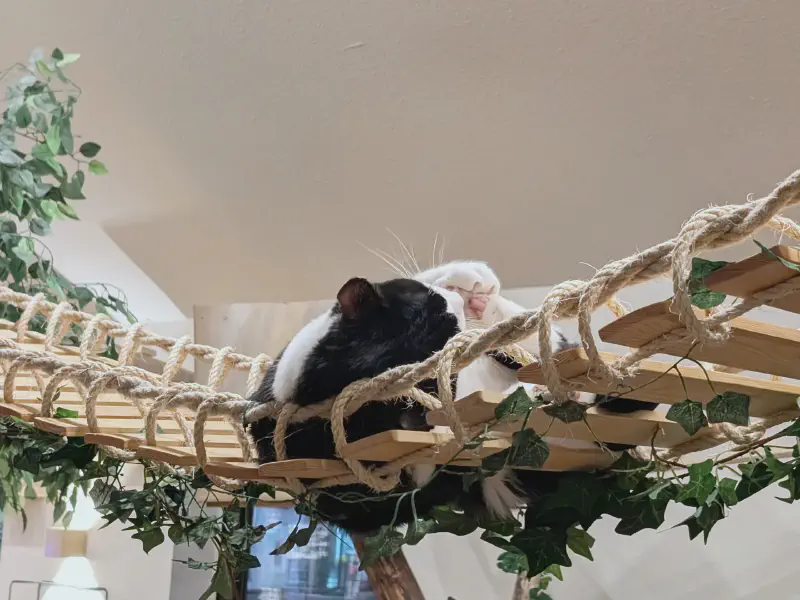 Katze chillt auf der Hängebrücke