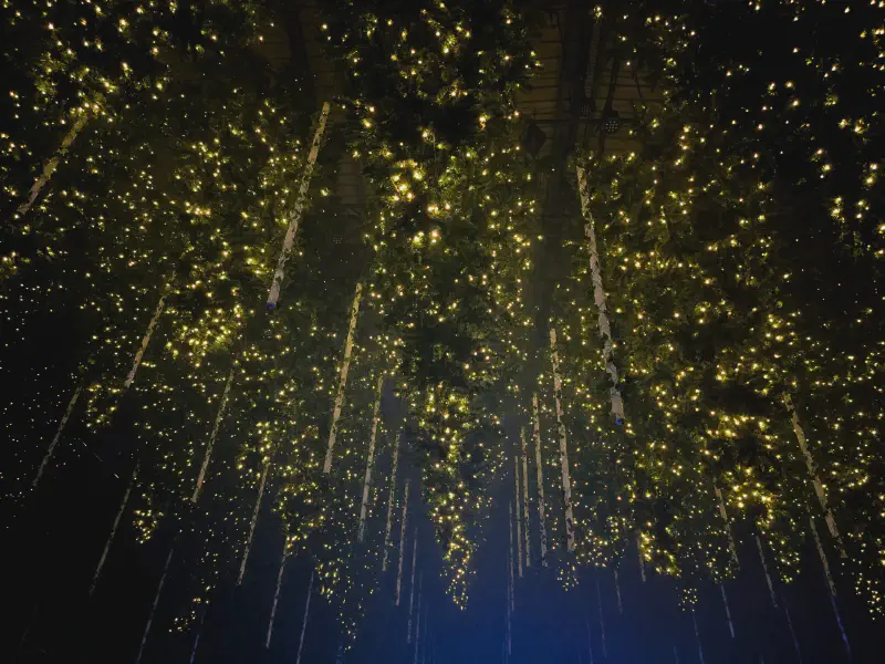 Fairy lights in the forest hanging from the ceiling
