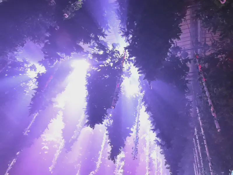 Purple light breaking through the treetops
