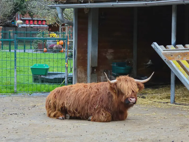 Highland Cow im Gertrudenhof
