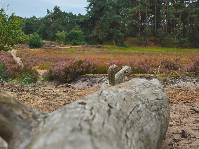 Totholz am sandigen Pfad in der Heide