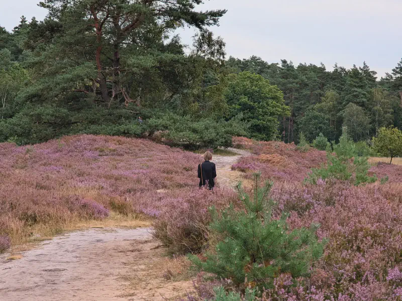 Pfad führt direkt durch die blühende Heide