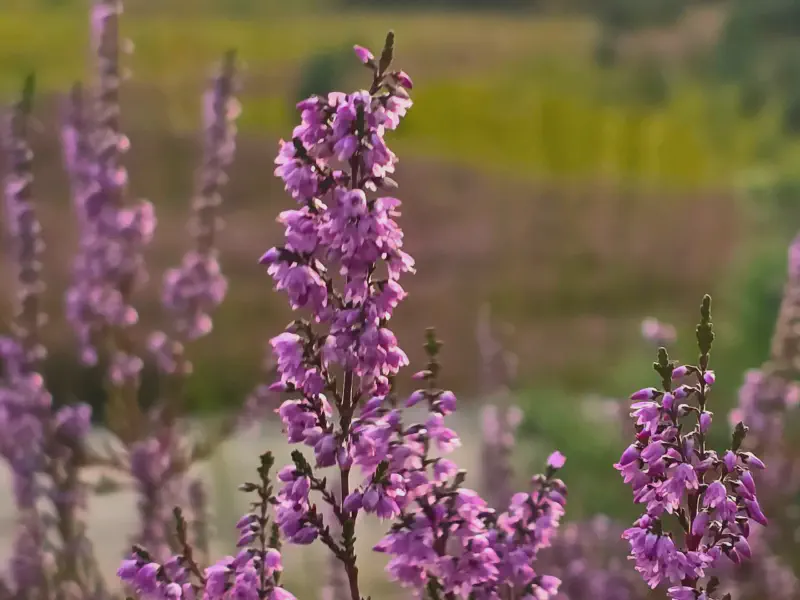 Heideblüten in Nahaufnahme