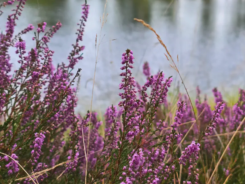 Blühende Heide vor dem Waldsee