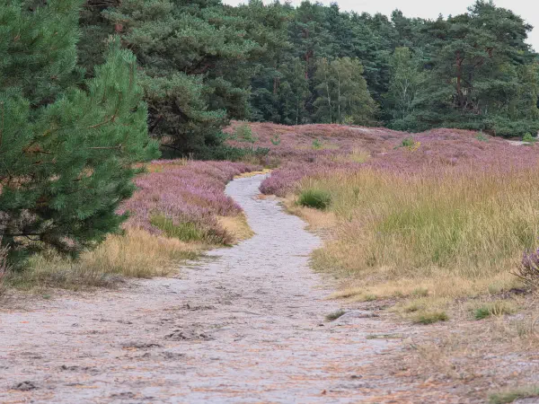 Gifhorner Heide during the heather bloom: A touch of Scotland on your doorstep Gifhorner Heide during the heather bloom: A touch of Scotland on your doorstep