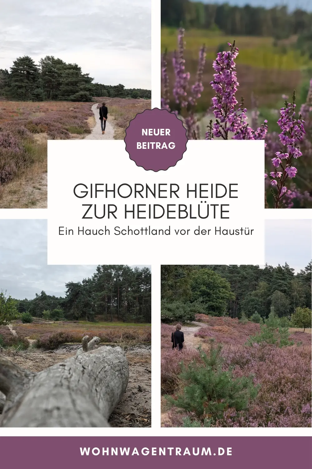 Gifhorner Heide zur Heideblüte: Ein Hauch Schottland vor der Haustür