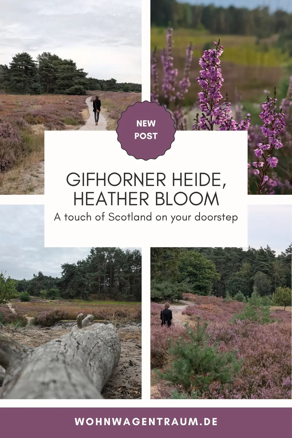 Gifhorner Heide during the heather bloom: A touch of Scotland on your doorstep
