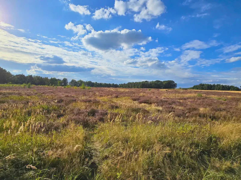 Vast heathland under clouds