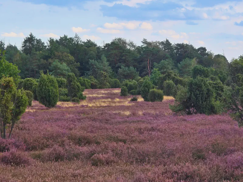 Vast heathland with juniper trees