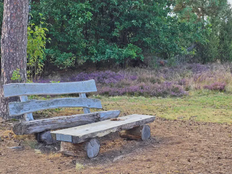 Old wooden bench under the pine