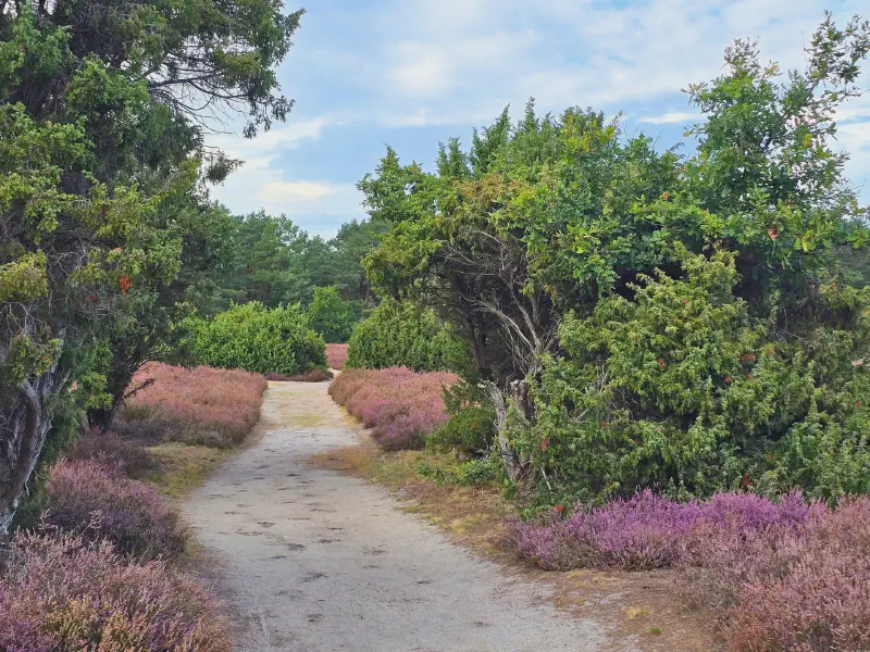 Sandy path between blooming heather