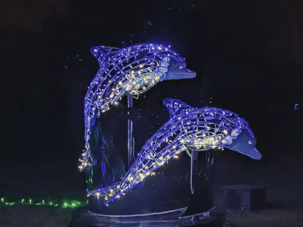 Zwei Delphine schwimmen