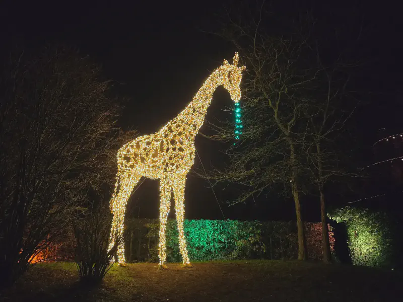A giraffe eating leaves from a tree