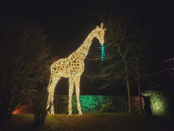 Eine Giraffe frisst Blätter vom Baum