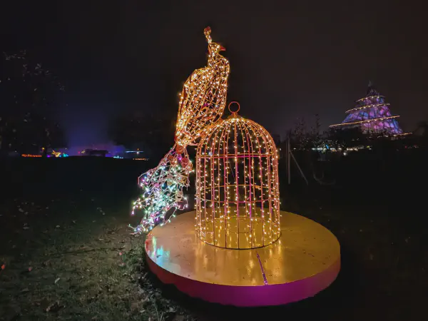 Ein Pfau sitzt auf einem Käfig