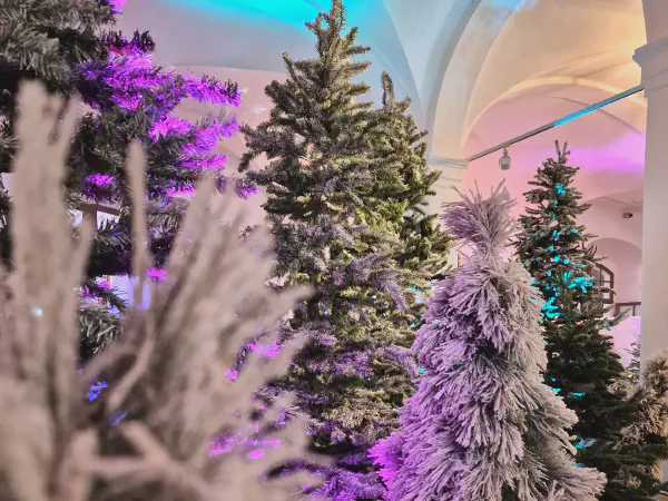 Illuminated fir forest with snow