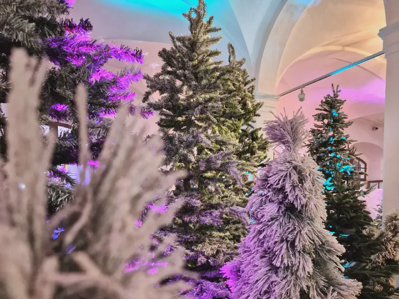 Illuminated fir forest with snow